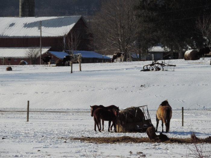 Agrarisch landschap met paarden in de sneeuw