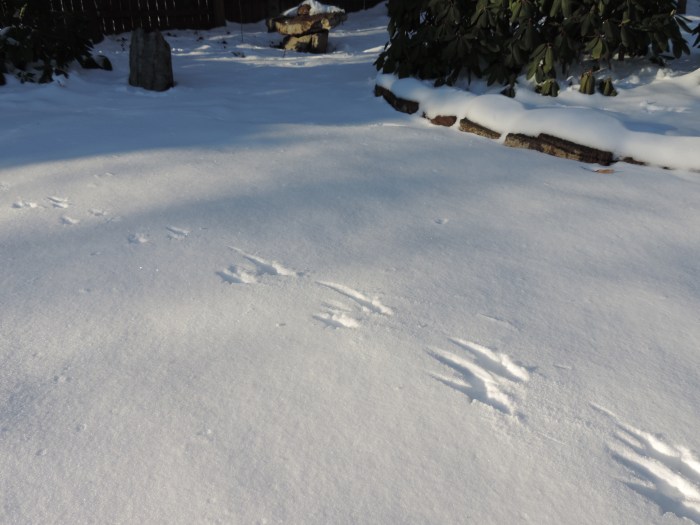 Sporen in de achtertuin