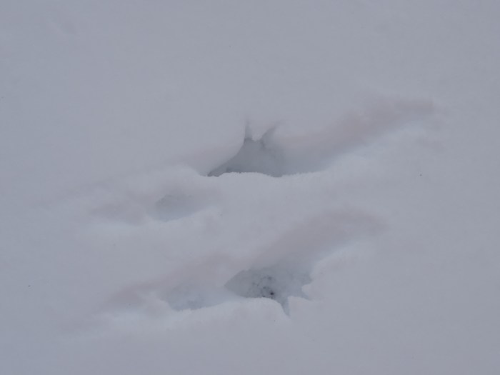 Ingezoomd: duidelijk van een eekhoorn
