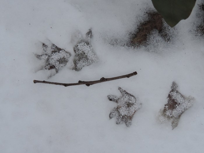 Mysterie - van wie zijn deze voetafdrukken? (takje is 16 centimeter lang)