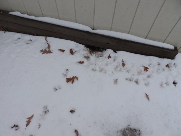 De possum woont (soms) onder het tuinhuisje