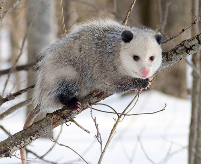 Een Noord-Amerikaanse opossum