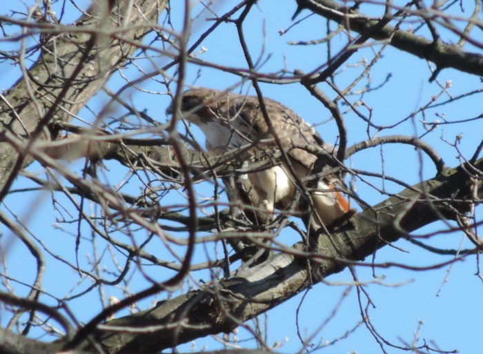 Red-tailed Hawk