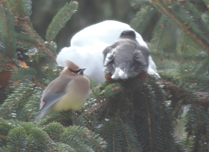 Cedar Waxwing