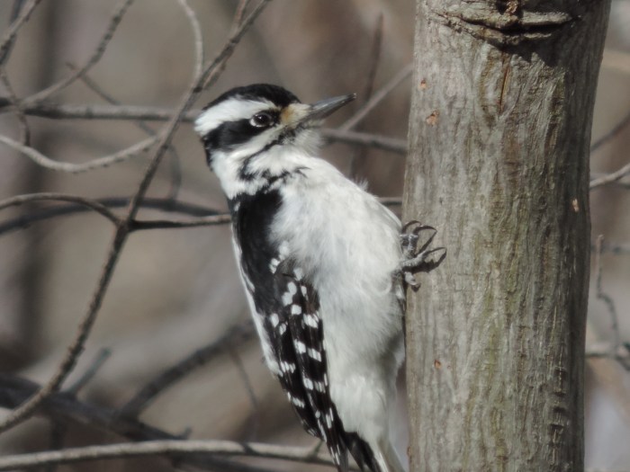 Nog een keer van wat dichterbij... de Downey specht