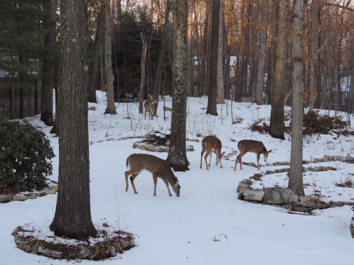 Met z n vieren scharrelen in onze achtertuin