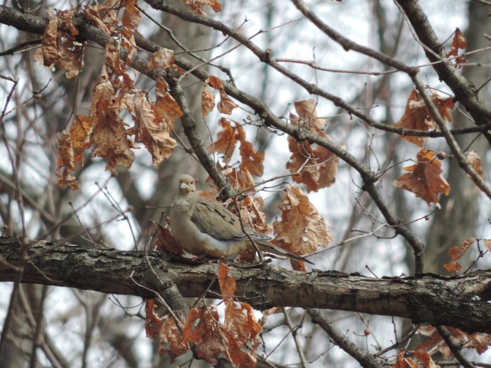 In schutkleuren: Dove 