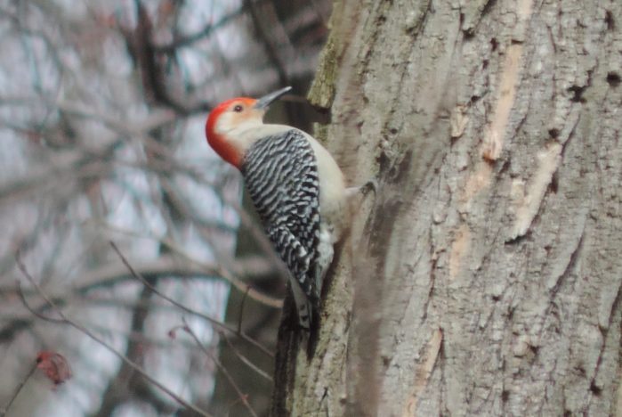Red bellied woodpecker