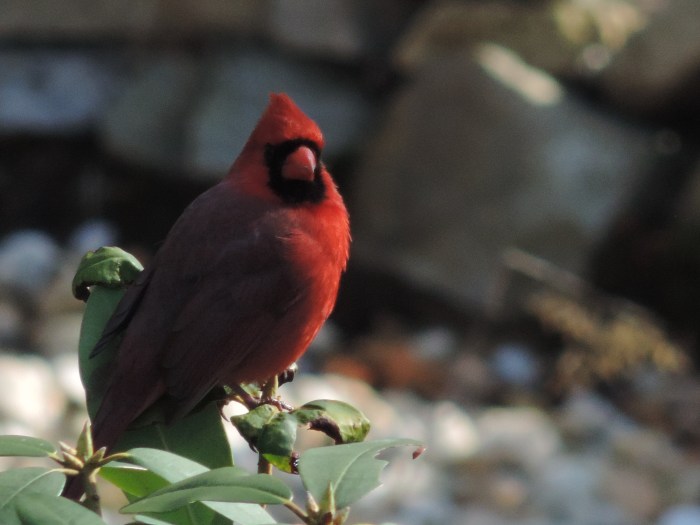 Northern Cardinal - omdat het kan