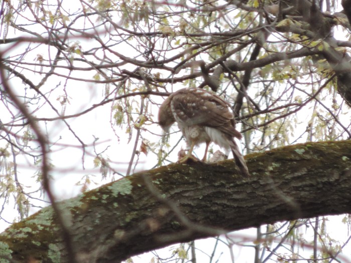 Red tailed hawk - met een snack....