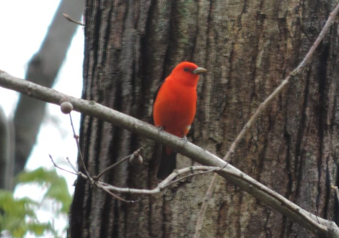 Een Scarlet Tanager!