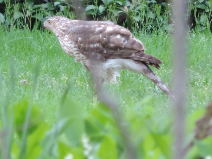 Een volwassen red tailed hawk - op rooftocht bij de buren 