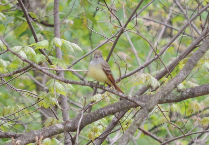 Great Crested Flycatcher. Niet heel scherp... maar wel mooi