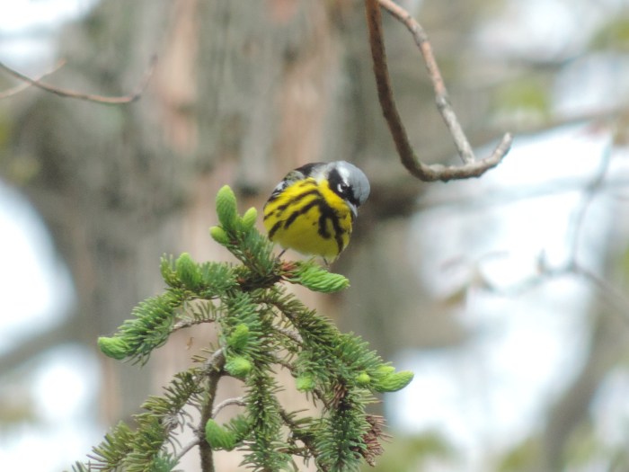 Een nieuwsgierige Magnolia Warbler
