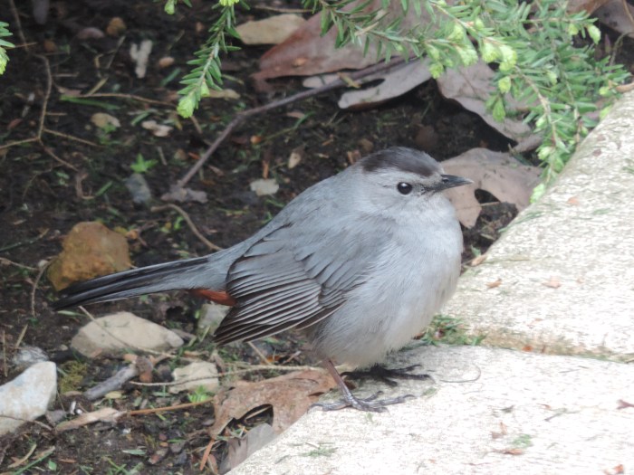 Gray Catbird - volwassen vogel
