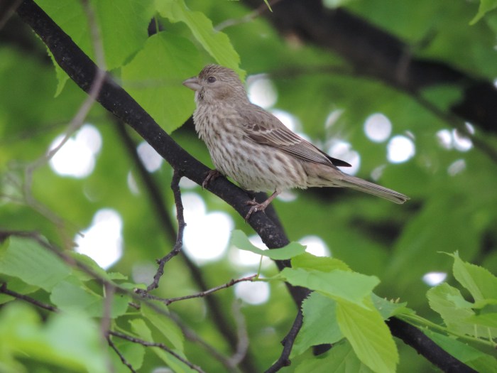 Een gewone House Finch in de boom voor ons huis - huisvink - maar wel een mooi plaatje