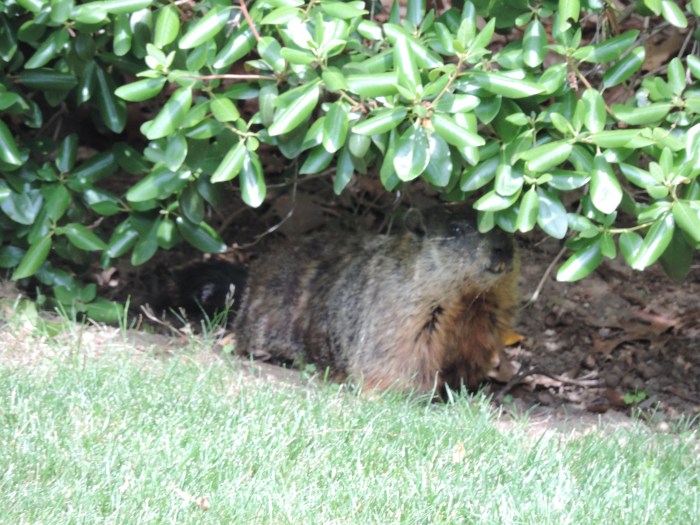 Een groundhog - bij ons in de tuin