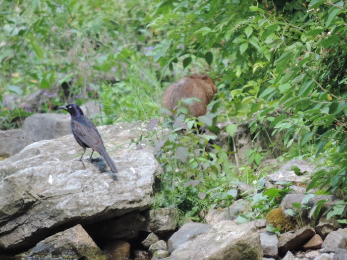Links een Grackle, rechts een muskusrat - bij Penns Cave