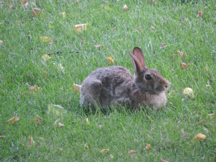 Een cottontail rabbit in de voortuin. Zit er regelmatig!