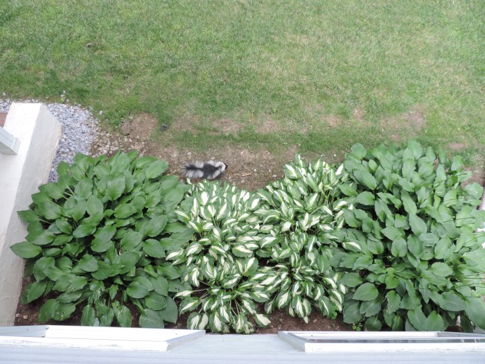 Oh... daar schuifelt een stinkdier!