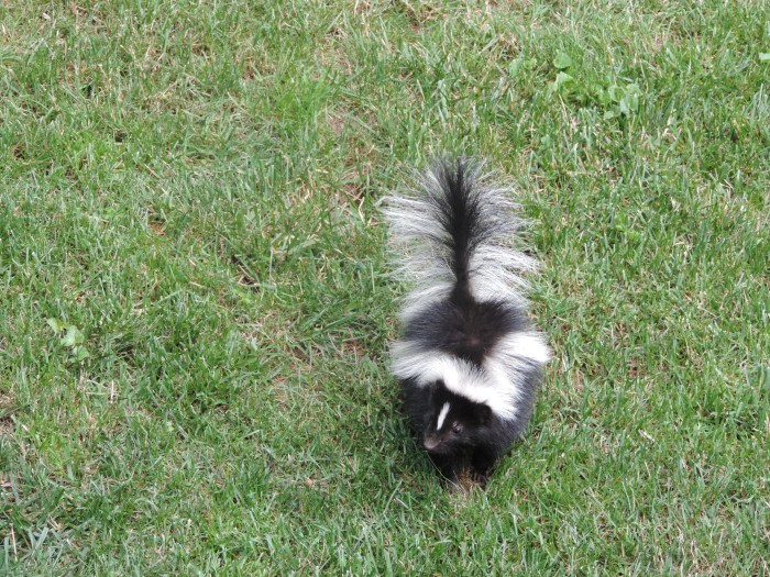 Baby-stinkdier in de tuin!! Oh oh!