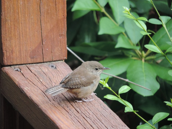 Een House Wren - winterkoninkje