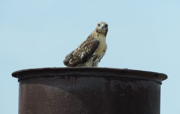 Deze Red Tailed Hawk was 'not amused' toen wij de fabriek kwamen bekijken