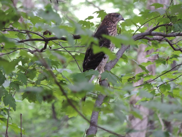 Een jonge red tailed hawk bij ons in de achtertuin