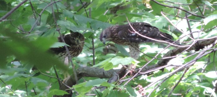 Red tailed hawks - wat zit daar beneden?