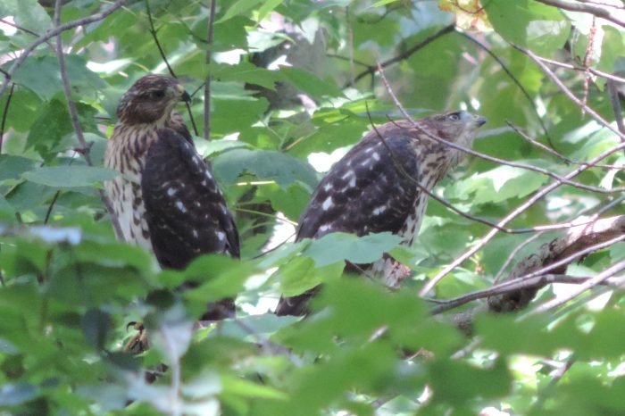 En wat zit daarboven?