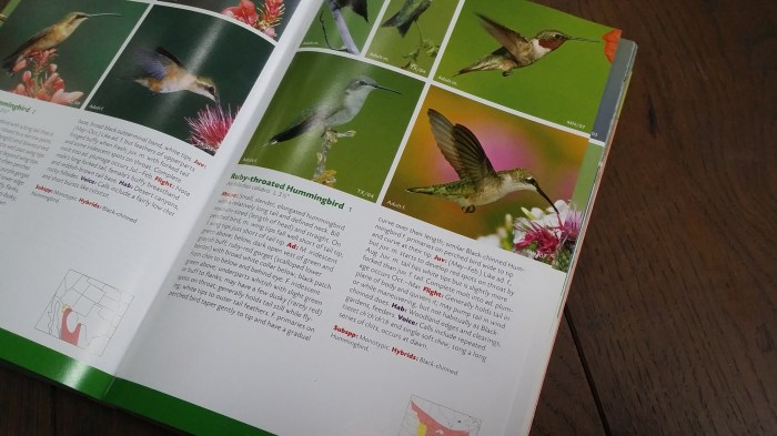 De kolibrie in mijn vogelgids