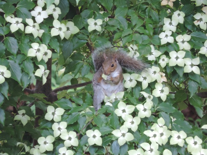 De eekhoorns in de dogwood boom... lekker besjes eten