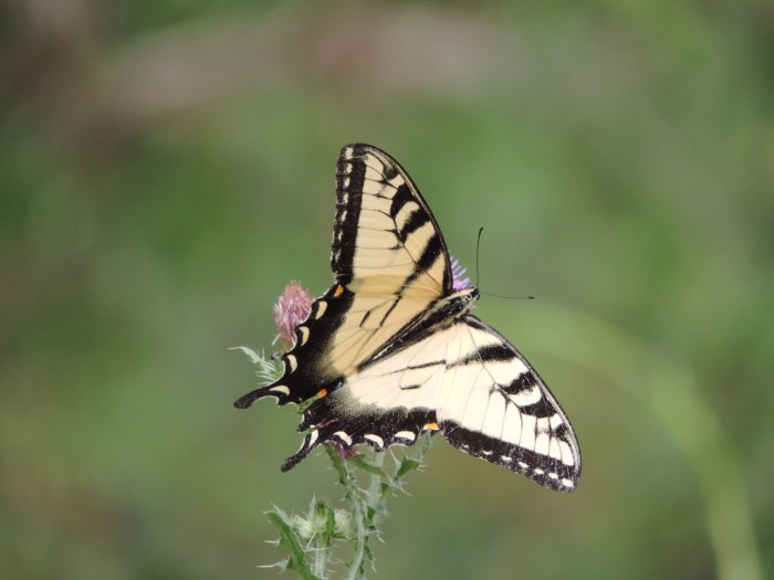 Een grote geel-zwarte vlinders