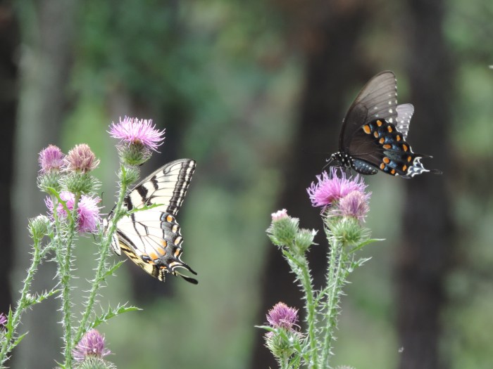 Grote vlinders op distels