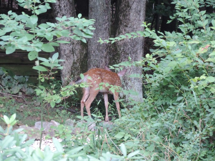 De dader. Een jong hertje