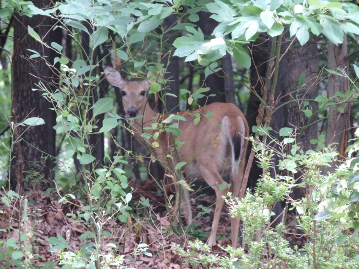 Met z'n moeder. Ze komen regelmatig terug om verder te eten