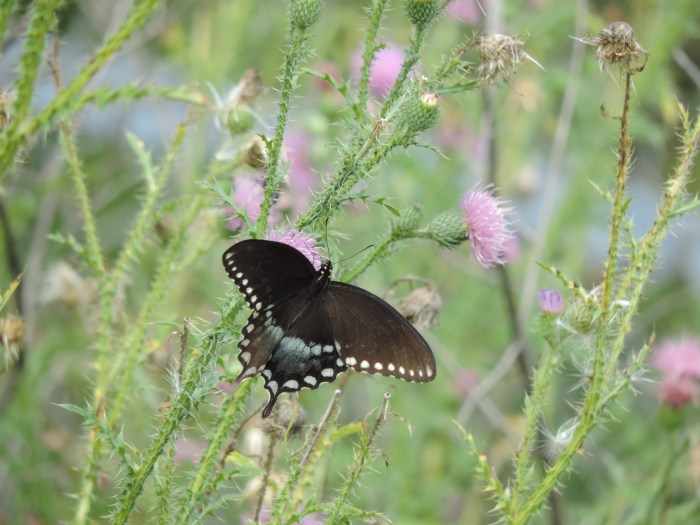 En nog een grote vlinder