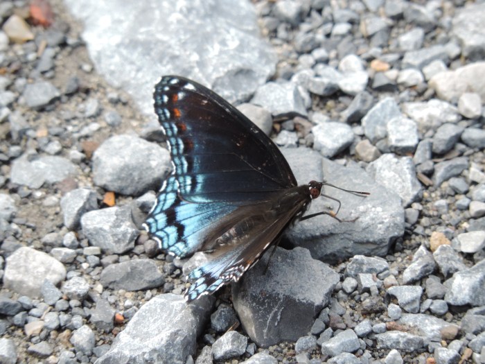 Een blauw-zwarte vlinder op het grindpad