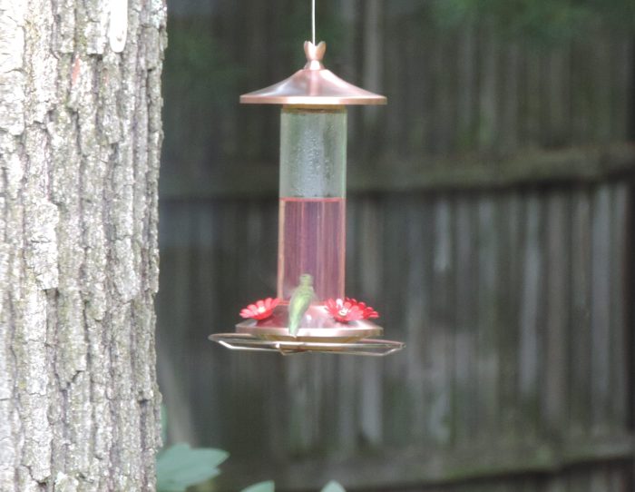 Die groene waas is de kolibrie. Echt waar!