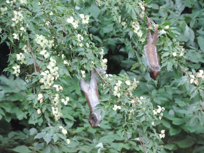 En als ze bijna op zijn, dan moet je acrobatische toeren uithalen, he...