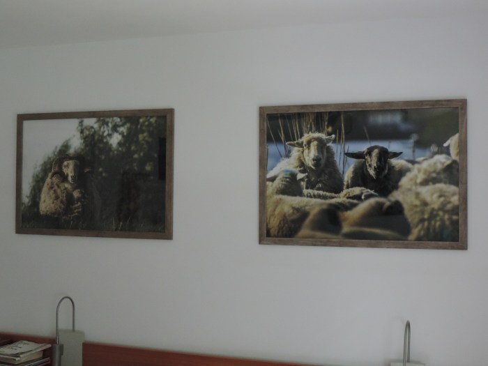 Schapen in onze slaapkamer