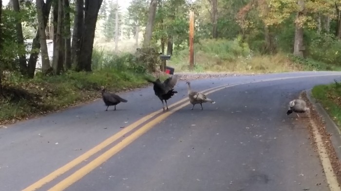 We kwamen laatst wilde kalkoenen (wild turkeys) tegen op ons fietsrondje in het weekend