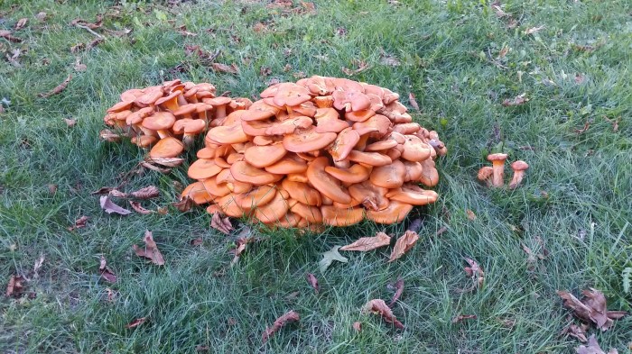 Paddenstoelen (everything is bigger in America)