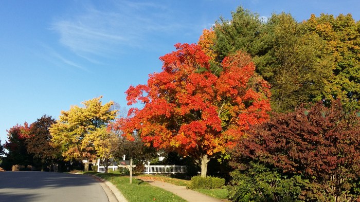 Schitterend mooie rode boom! 
