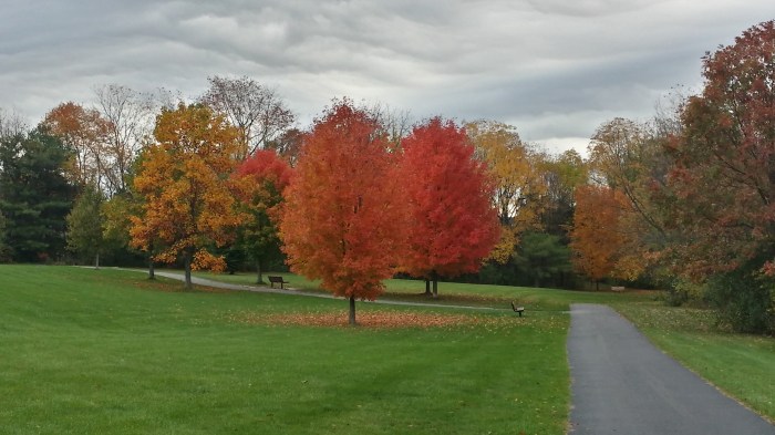 Op mijn ochtendroute - supermooie bomen!