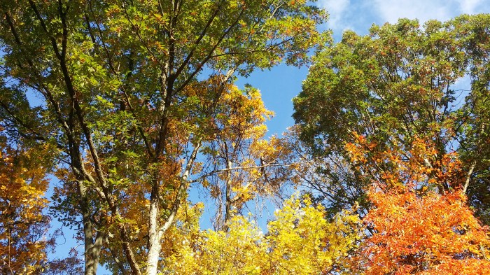 Dit zijn onze eigen bomen. Mooi he!