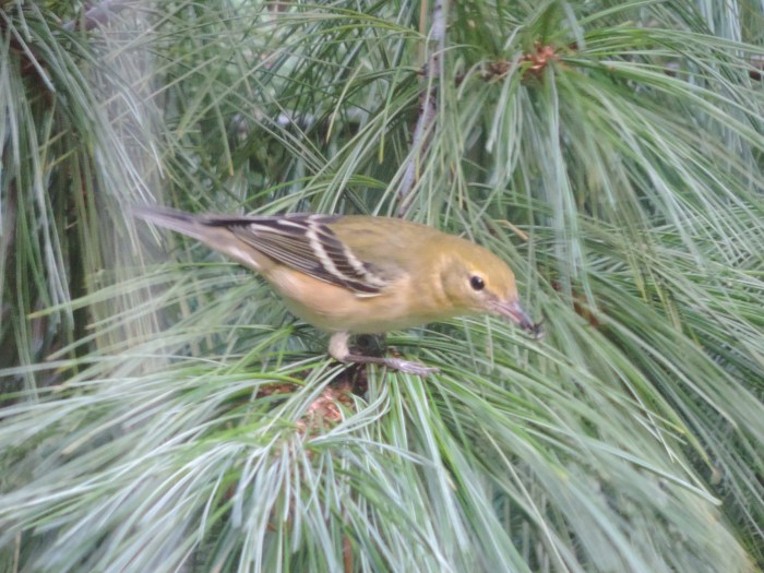 Een Pine Warbler