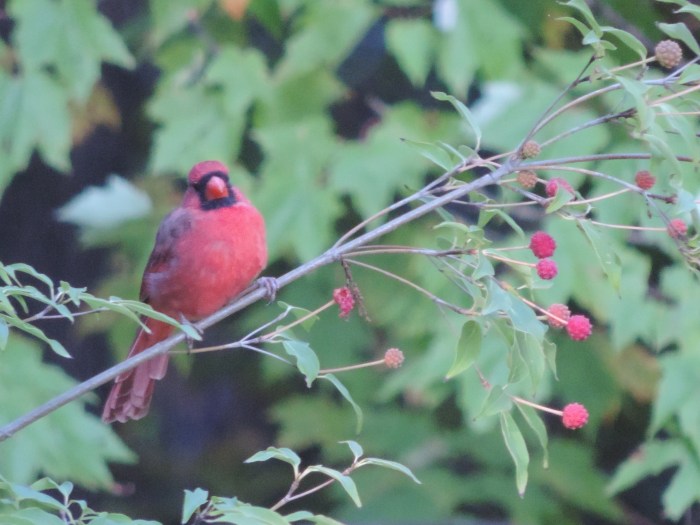 Northern Cardinal - mannetje