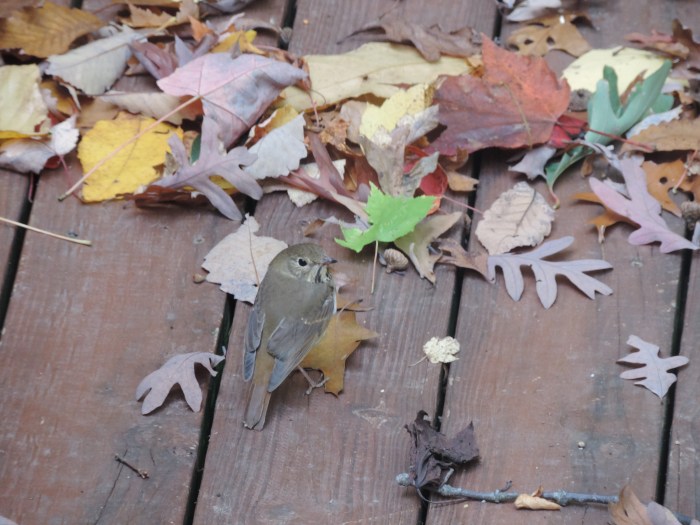 De gewonde Red Robin, nog een keer, wat minder versuft inmiddels