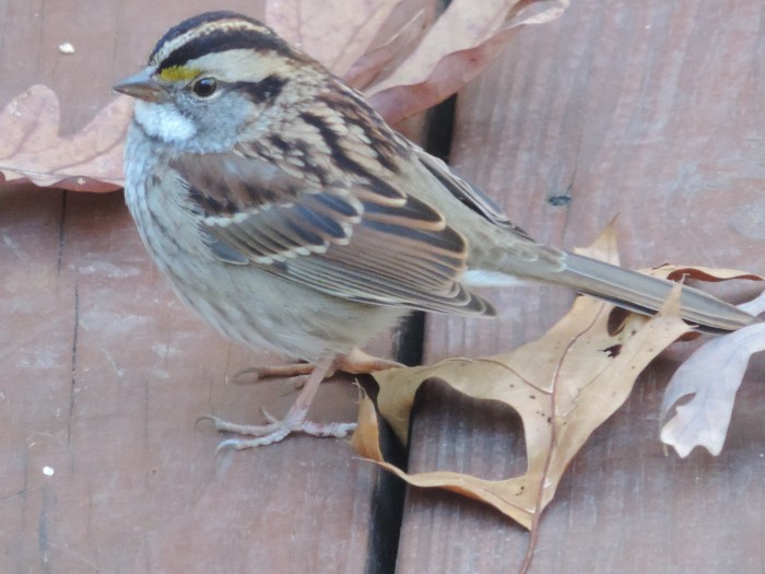 Een White-throated Sparrow